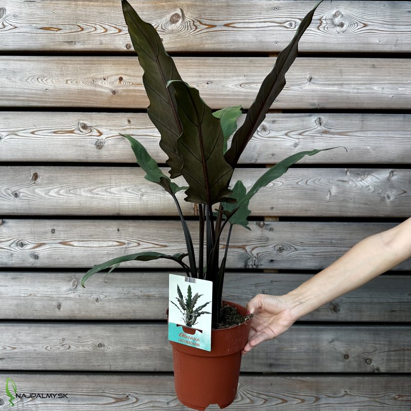 Alocasia (Alokázia) ´LAUTERBACHIANA´, kont. C3L, výška: 60-70 cm